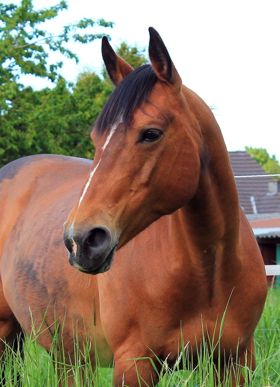 Bay warmblood gelding for sale